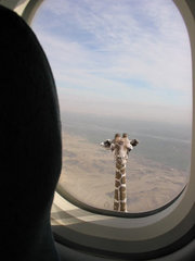 girafe volante