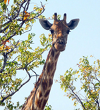 Girafe wiki 2.png