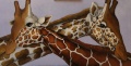 Girafes.jpg